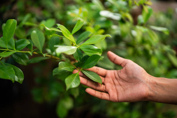 How Our Tree Care Process Works  in  Alexandria, KY